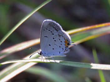 Eastern Tailed-Blue